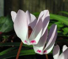 Image of Lebanon cyclamen