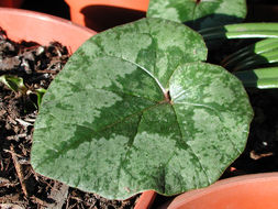 Image of Lebanon cyclamen