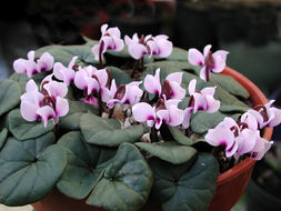 Image of small-flowered cyclamen