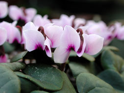 Image of small-flowered cyclamen