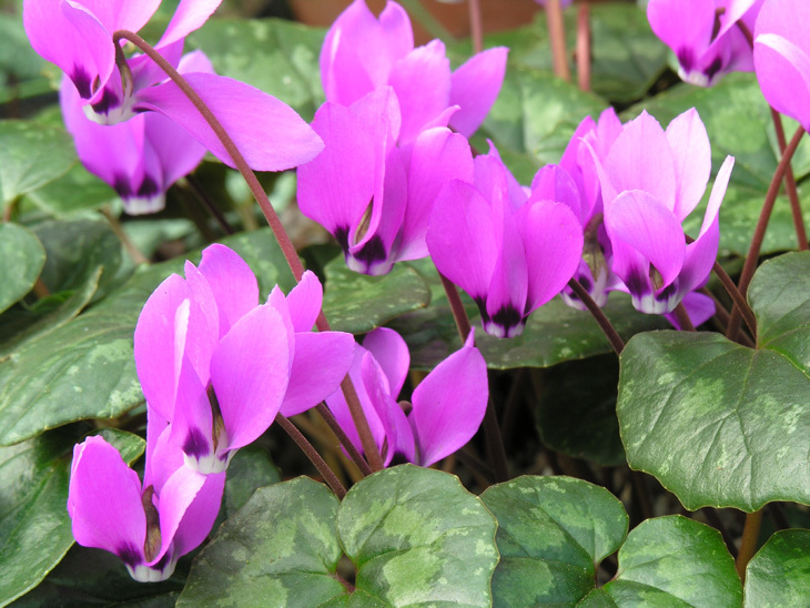 Image of <i>Cyclamen pseudibericum</i>