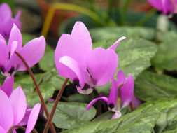 Image of <i>Cyclamen pseudibericum</i>