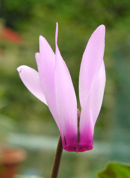 Cyclamen repandum Sm. resmi