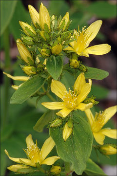 Imagem de Hypericum hirsutum L.