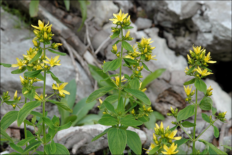 Image of hairy St John's-wort