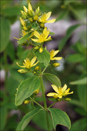 Image of hairy St John's-wort