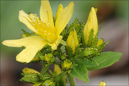 Image of hairy St John's-wort