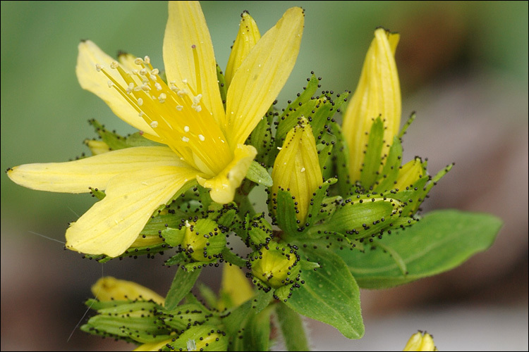 Image of hairy St John's-wort