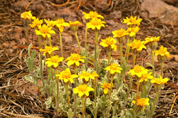 Image of common woolly sunflower