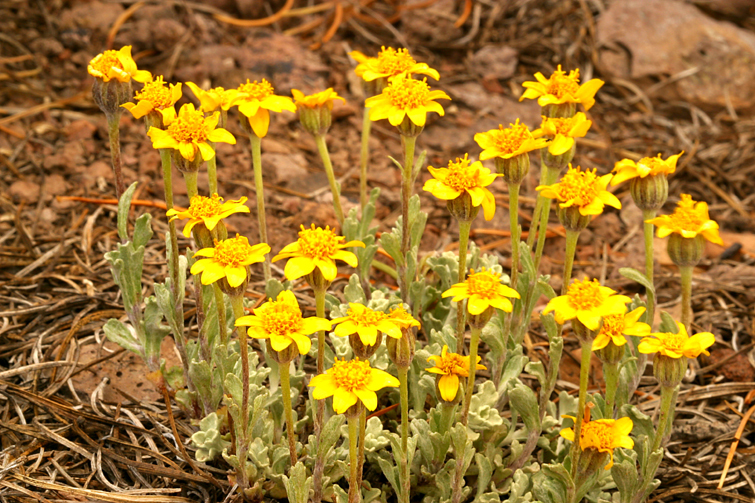 Image of common woolly sunflower