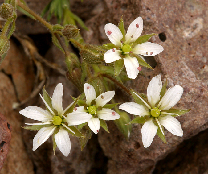 Image of <i>Minuartia nuttallii</i> ssp. <i>gracilis</i>