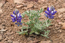 صورة <i>Lupinus lepidus</i> var. <i>lobbii</i>