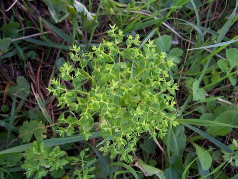 Image of cancer weed