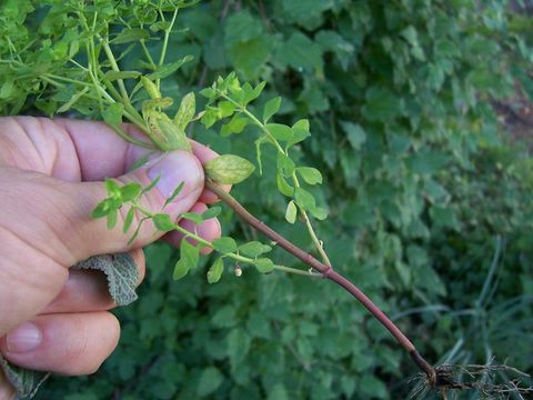 Image of cancer weed