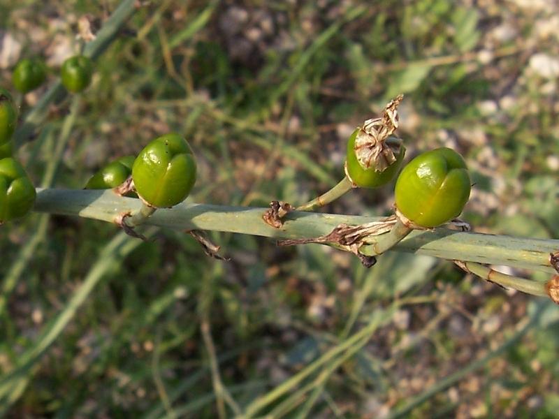 Image of <i>Asphodelus microcarpus</i>