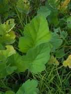 Imagem de Erodium malacoides (L.) L'Her.