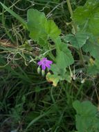 Imagem de Erodium malacoides (L.) L'Her.