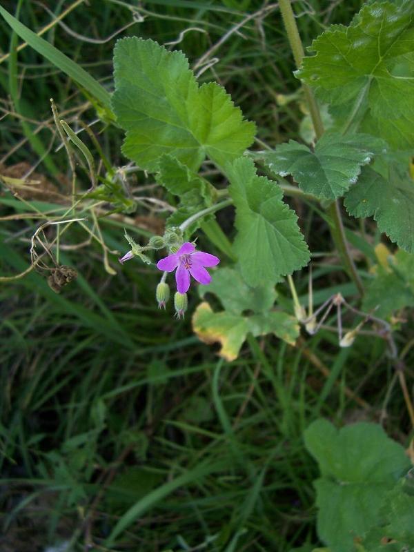 Image of Mediterranean stork's bill