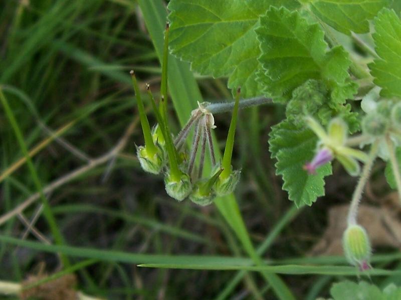 Imagem de Erodium malacoides (L.) L'Her.