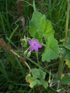 Imagem de Erodium malacoides (L.) L'Her.