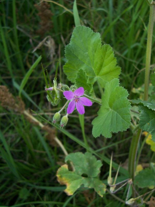 Imagem de Erodium malacoides (L.) L'Her.