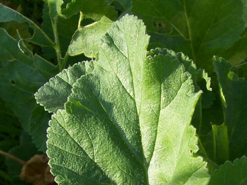 Image of Mediterranean stork's bill