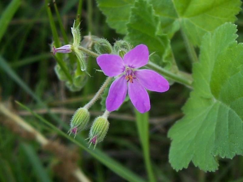 Imagem de Erodium malacoides (L.) L'Her.