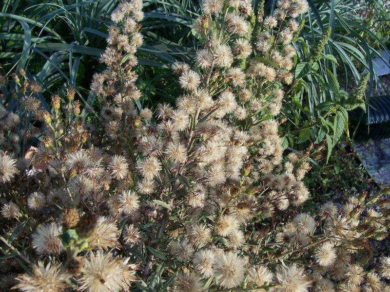 Image of Strong-smelling Inula