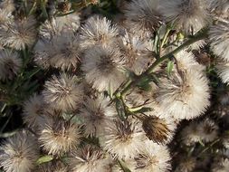 Image of Strong-smelling Inula