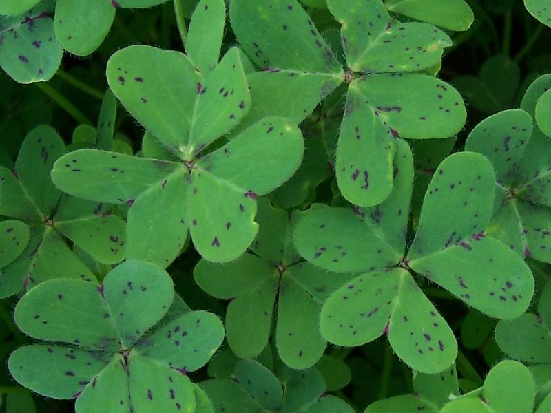 Image of Bermuda buttercup