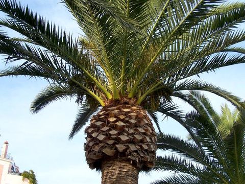 Image of Canary Island date palm