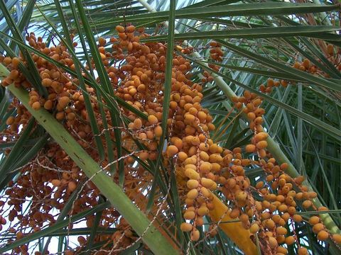 Image of Canary Island date palm