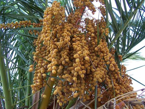 Image of Canary Island date palm