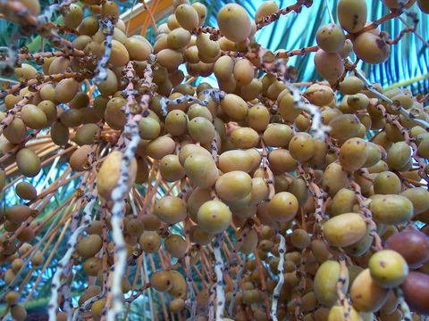 Image of Canary Island date palm