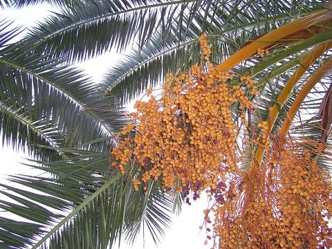 Image of Canary Island date palm