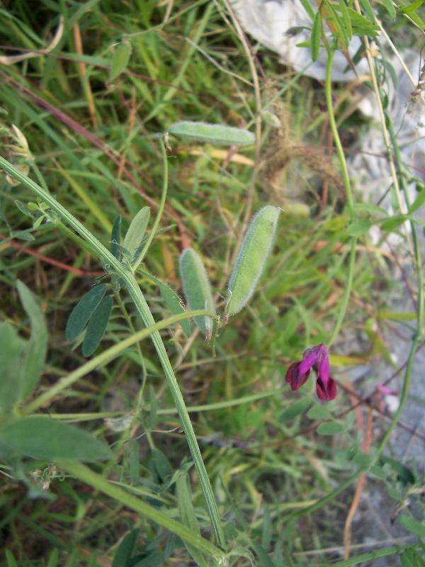 Image of reddish tufted vetch