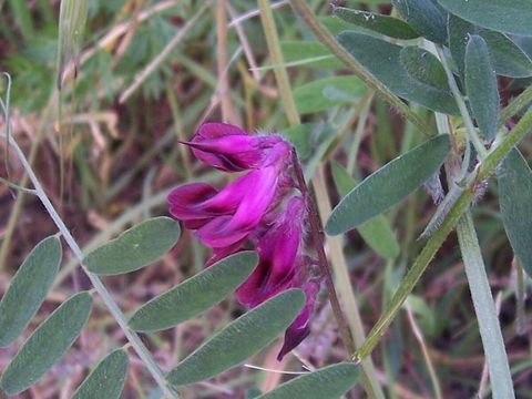 Image of reddish tufted vetch