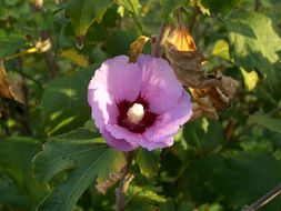 Imagem de Hibiscus syriacus L.