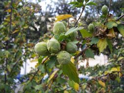 Image of rose of Sharon