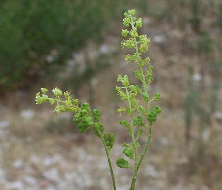 Слика од Reseda lutea L.