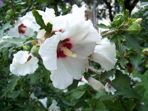 Imagem de Hibiscus syriacus L.