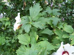 Image of rose of Sharon