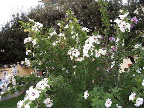 Image of rose of Sharon