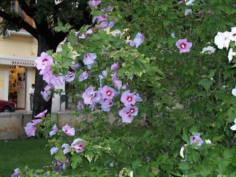 Imagem de Hibiscus syriacus L.