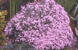 Image of Asperula suberosa Sm.