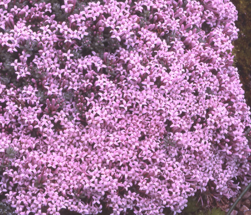 Image of Asperula suberosa Sm.