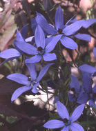 Image of Codonopsis vinciflora Kom.