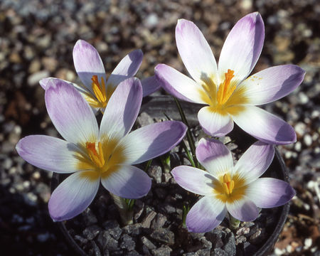 Image of Sieber's crocus