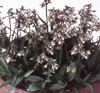 Image of Marsh Helleborine