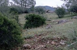 Image of California balsamroot